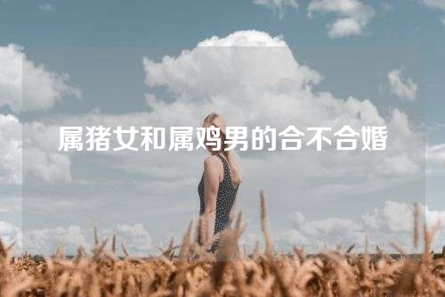 属猪女和属鸡男的合不合婚