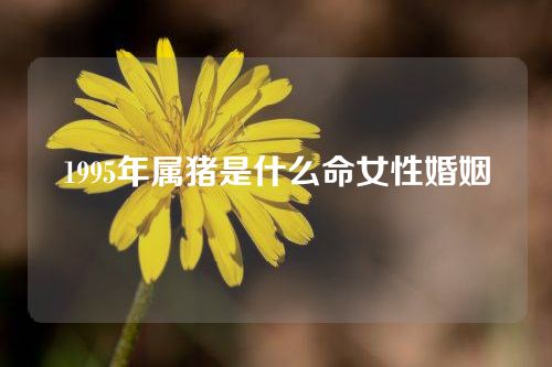 1995年属猪是什么命女性婚姻