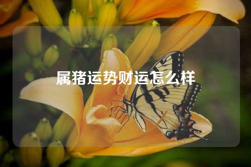 属猪运势财运怎么样