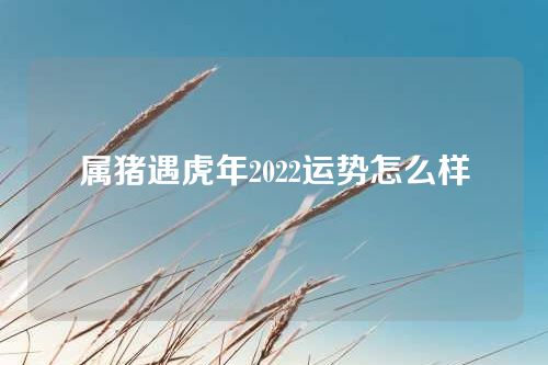 属猪遇虎年2022运势怎么样