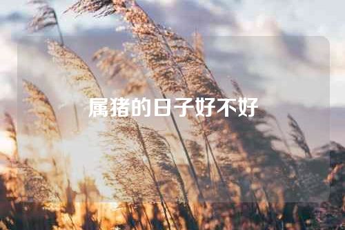 属猪的日子好不好