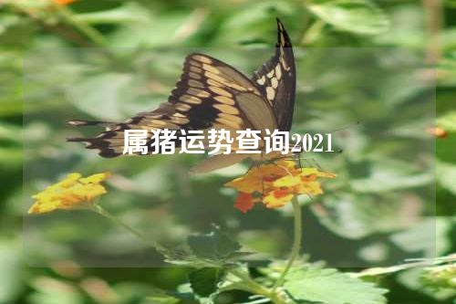 属猪运势查询2021