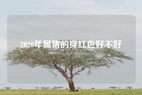 2020年属猪的穿红色好不好