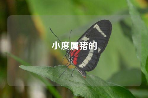 小度属猪的