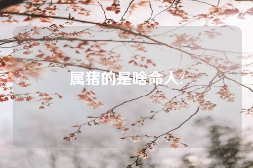 属猪的是啥命人?