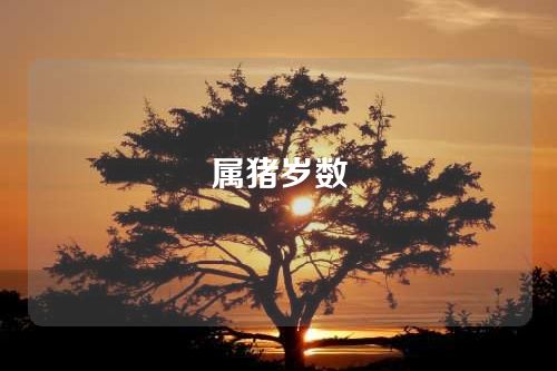 属猪岁数